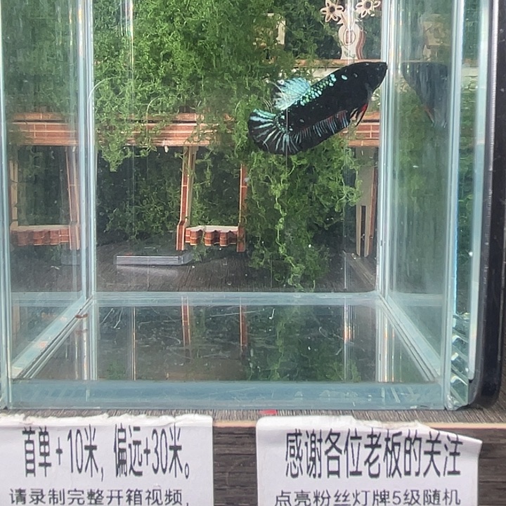 斗鱼活体不退不换谢谢