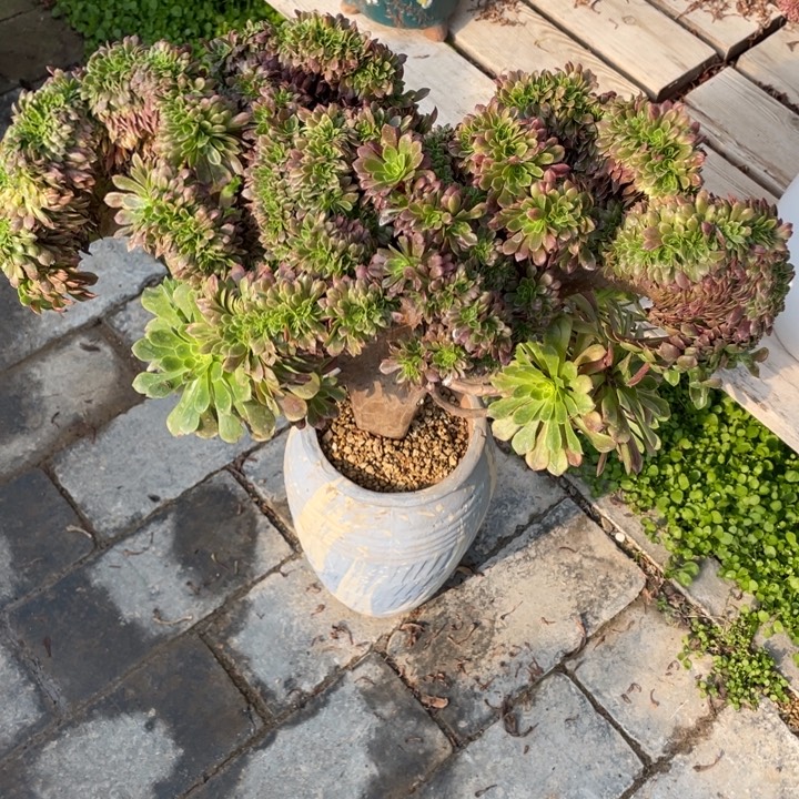 法师老桩缀化嘉年华有老伤