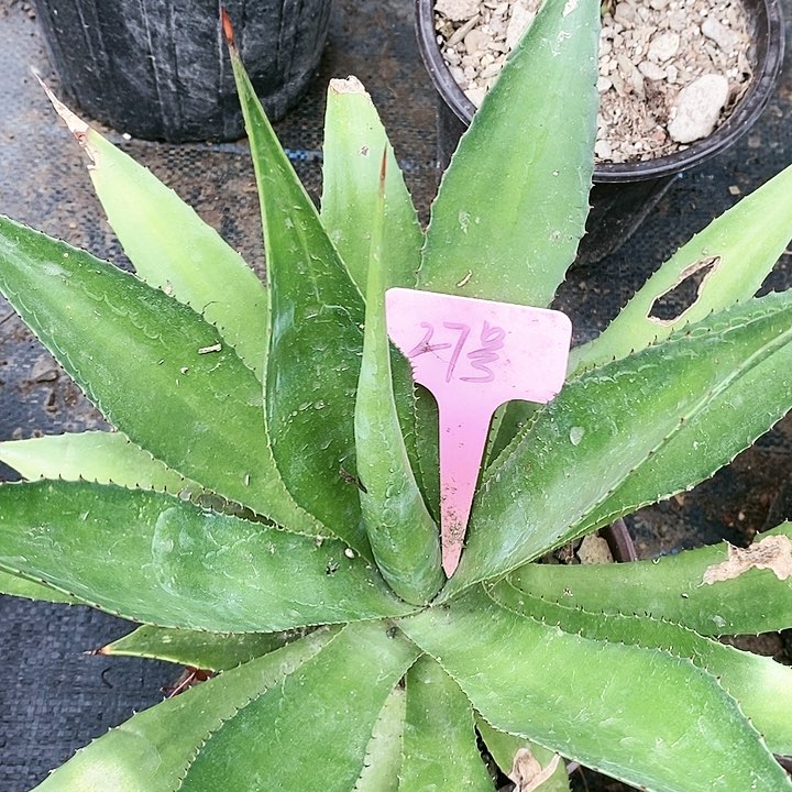 【闪购商品】无花朵龙舌兰查本斯