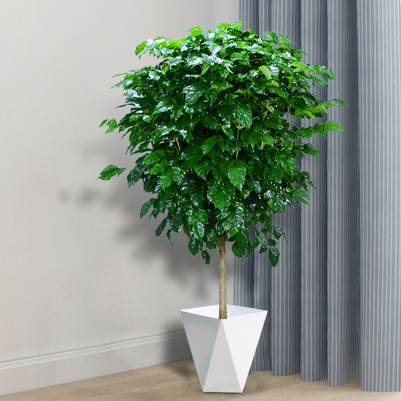 100-120cm大盆大苗控根棒棒糖幸福树室内观叶绿植