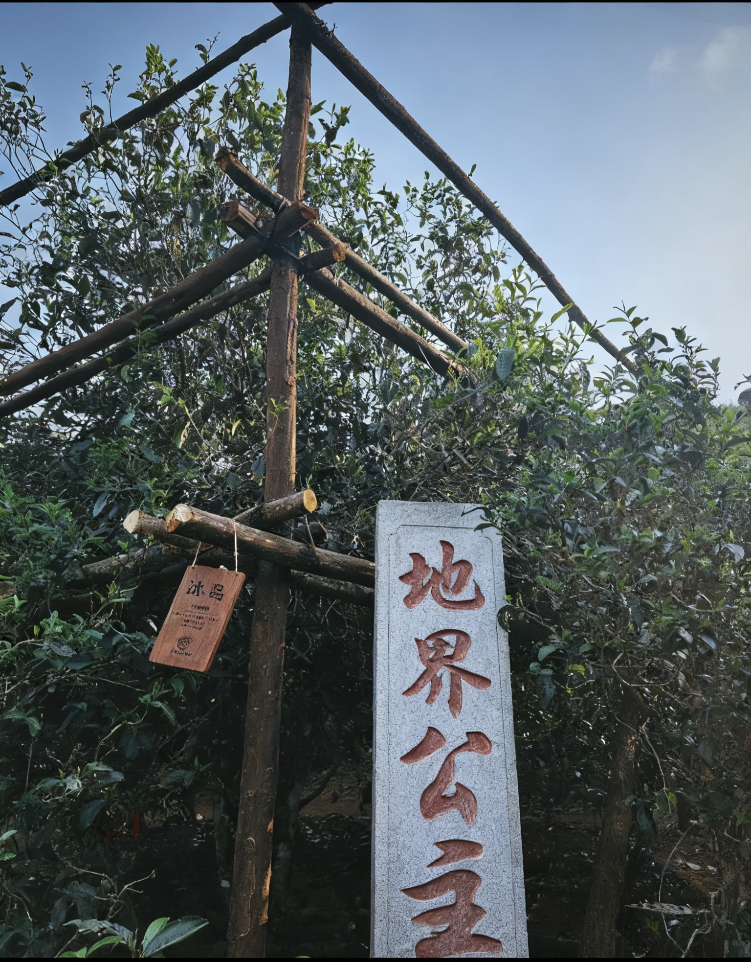 高货！2025年头春 冰岛地界700年单株 花果香甜 苦涩很低 散茶