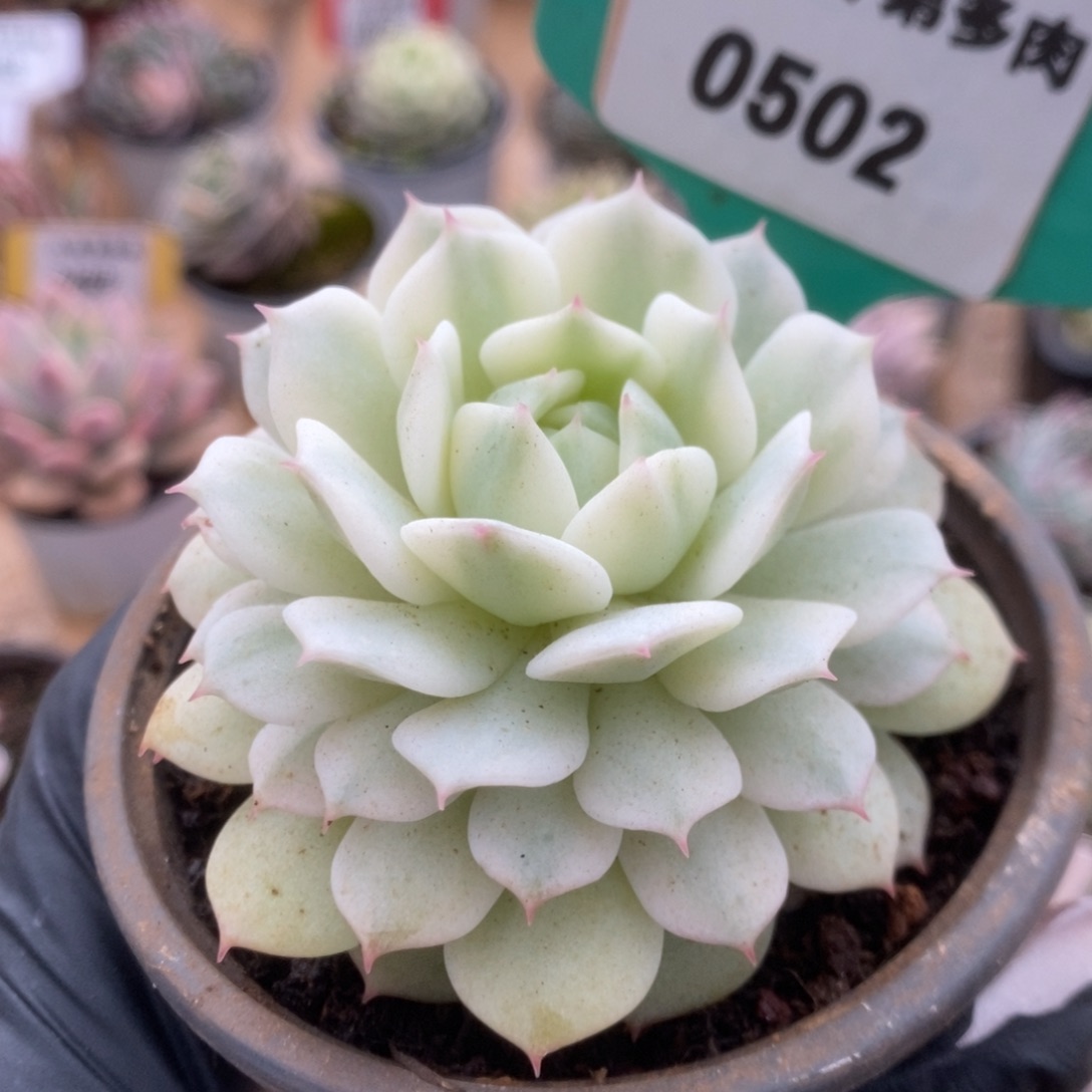 502静夜锦锦锦锦锦锦