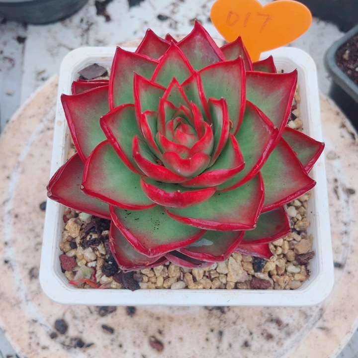 惊鸿仙子多肉植物17