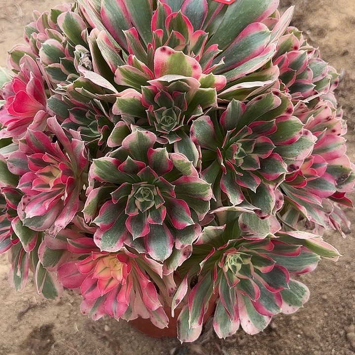 少女多肉法师不包损50