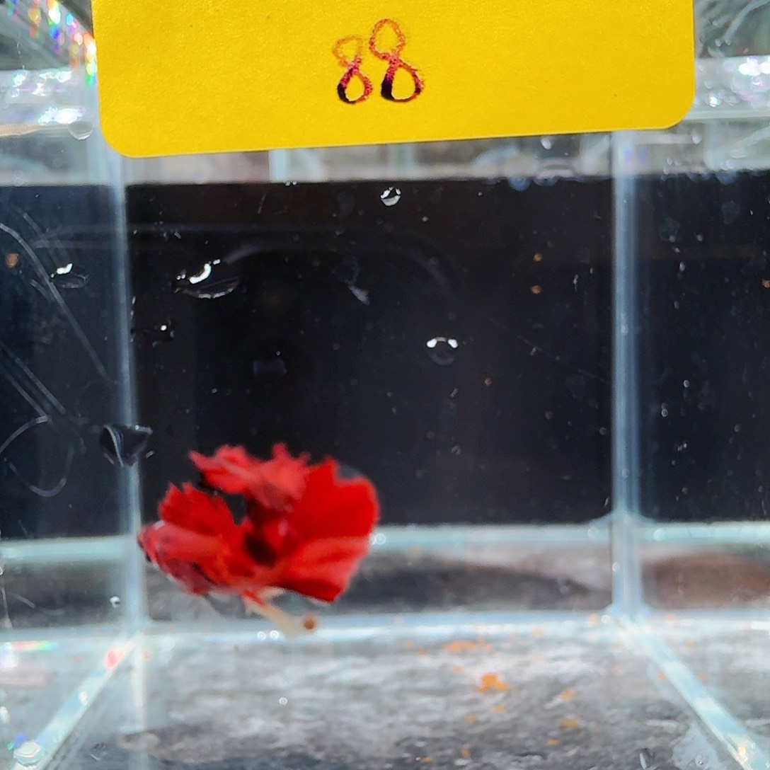 斗鱼泰国斗鱼斗鱼 