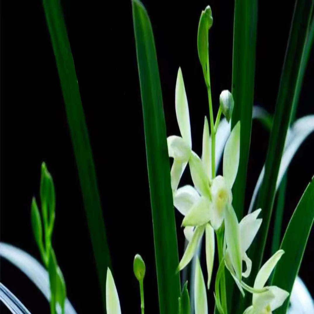 云南高山香花绿兰
