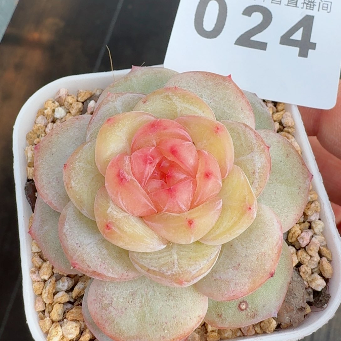 美酒         精品多肉