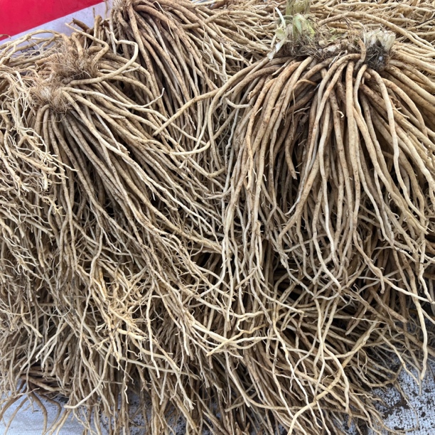 云南德宏季节性的苤菜根