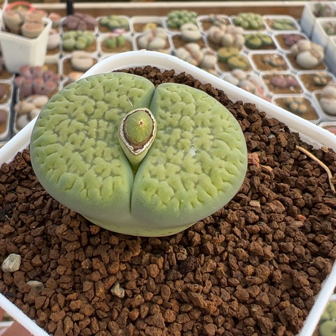 小***邦852多肉植物种类多样