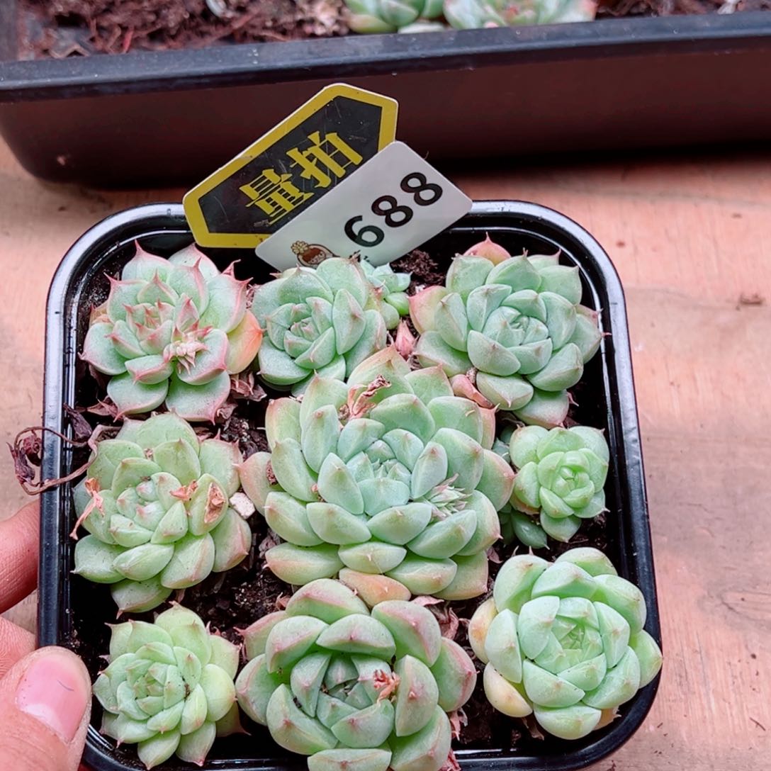 多肉植物多肉植物
