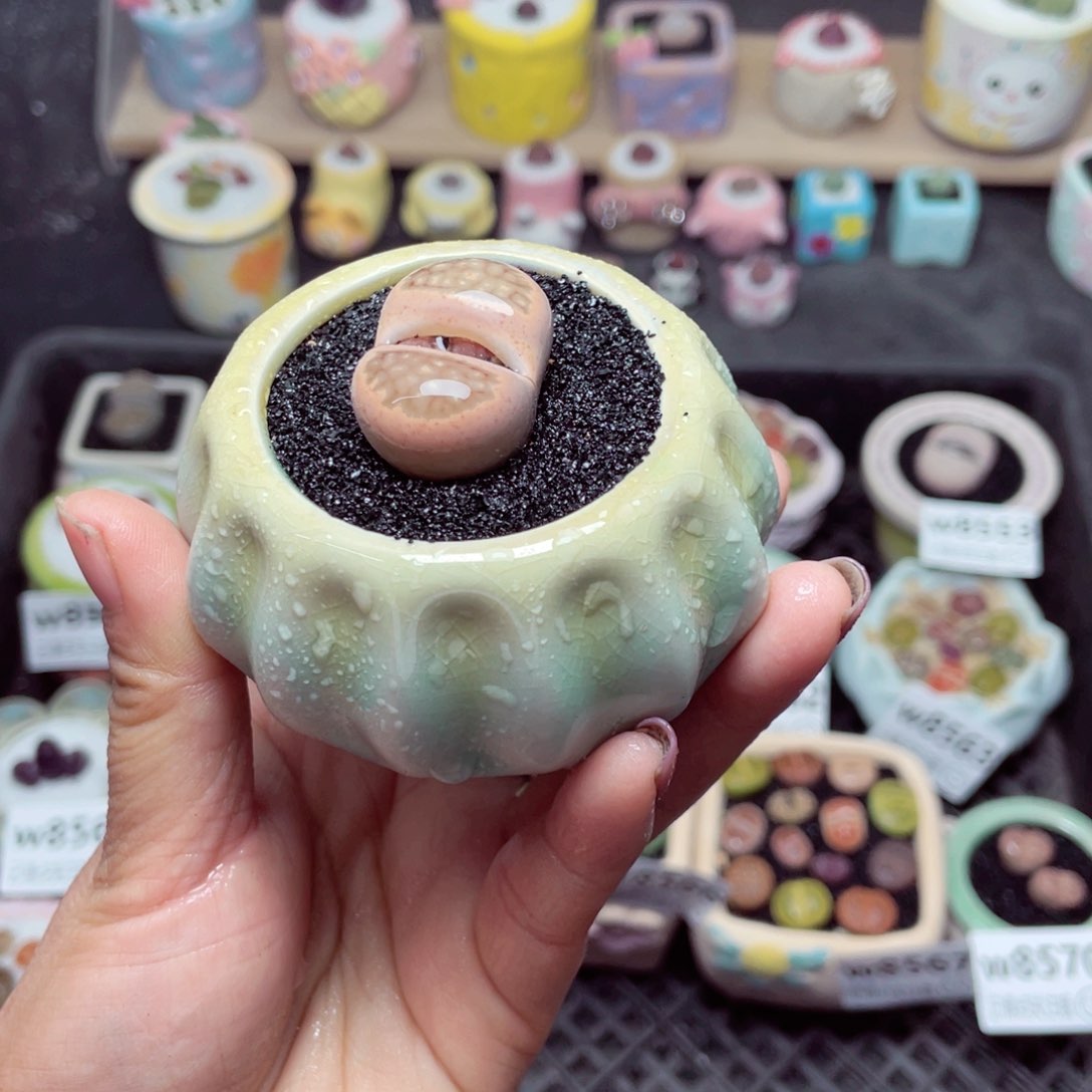 w8571 带盆土发货-零下地区拍保温箱