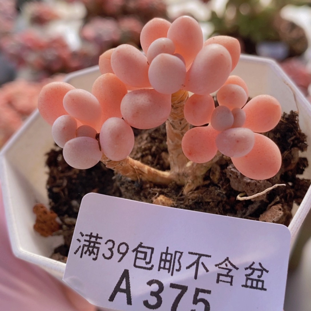 鱼子酱老桩5cm375多肉植物
