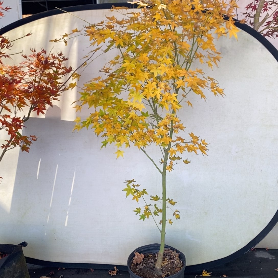 头***歪完全开放青柳直播间一物一拍