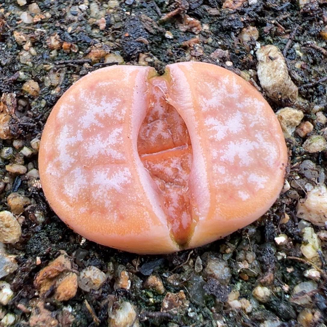 2.13好看的多肉298