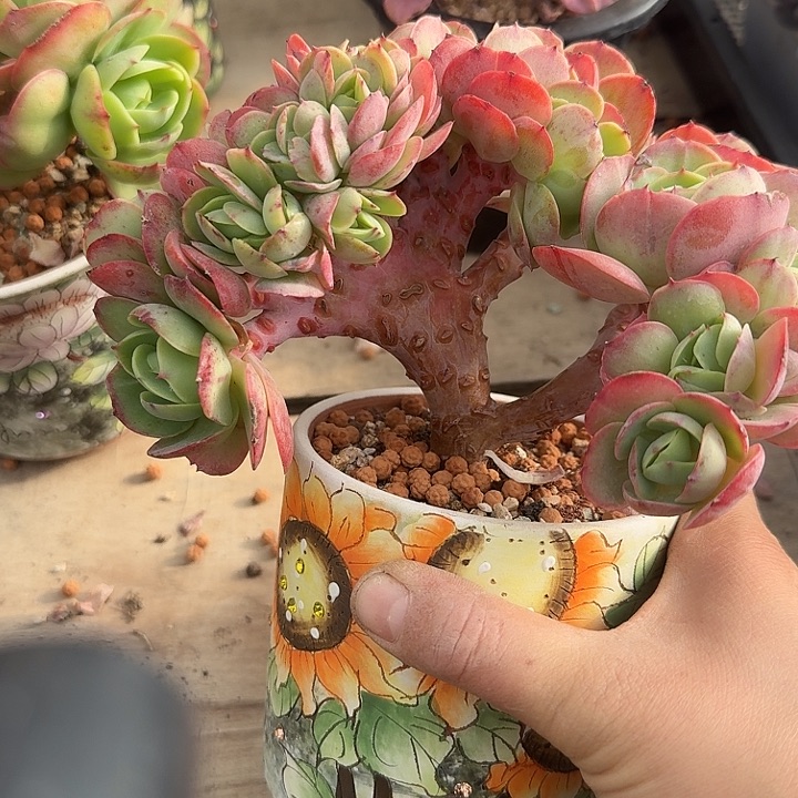 碧桃缀化多肉植物的