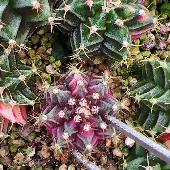 用***3当前无花栽培后可以开花