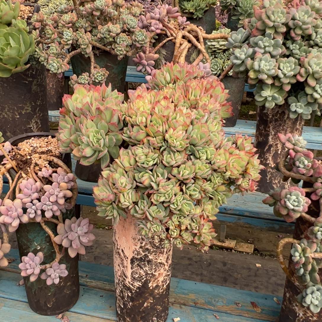 精品绮罗朵缀 裸根