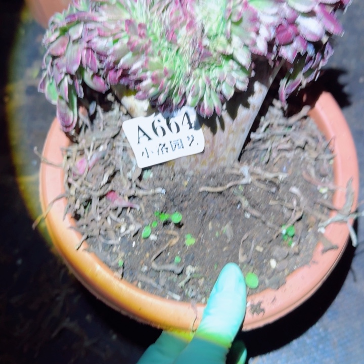664 缀化多肉植物满28包邮