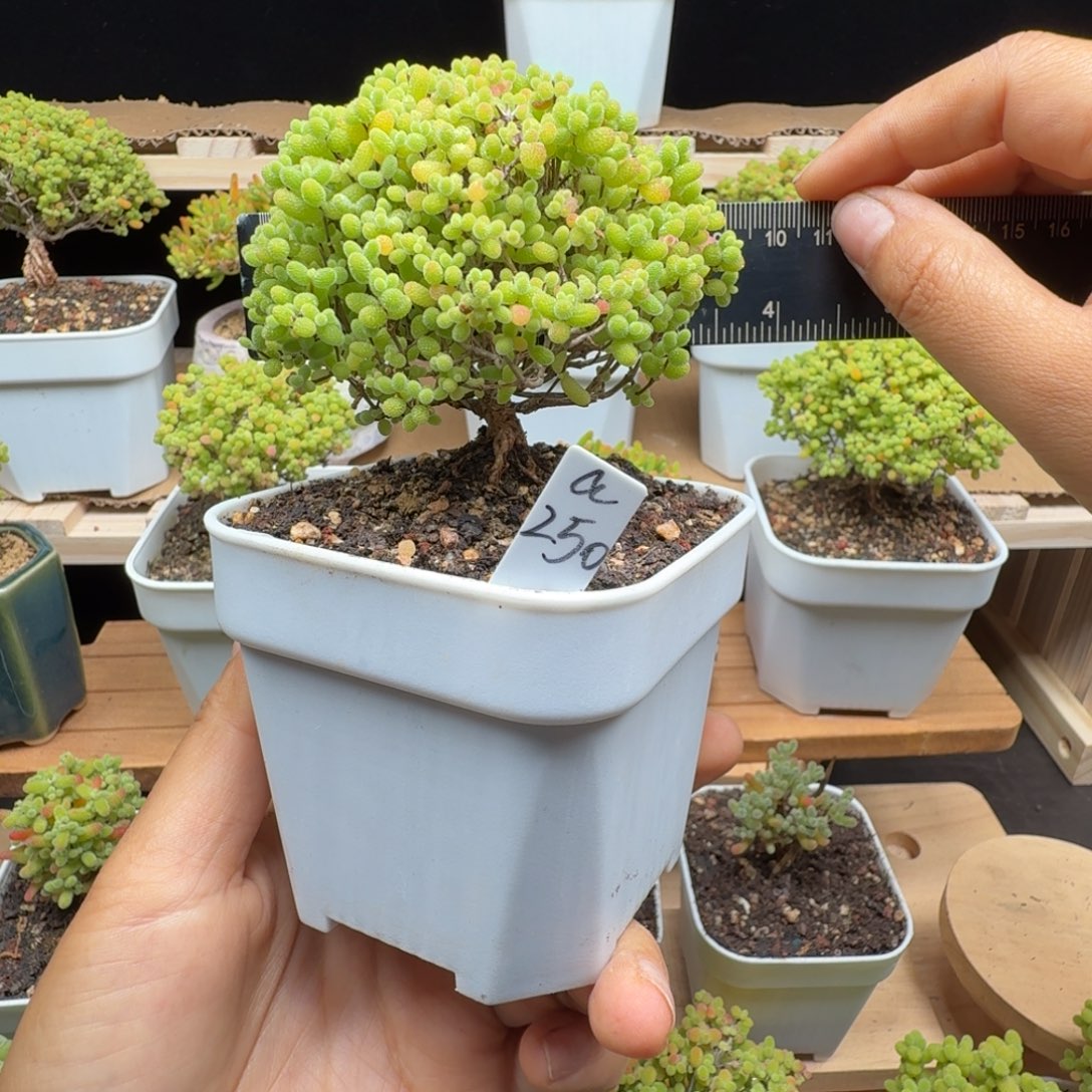 a250号蜜橘冠服8厘米左右