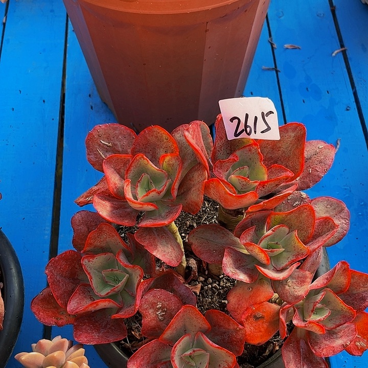 爱**肉韩版初吻2615