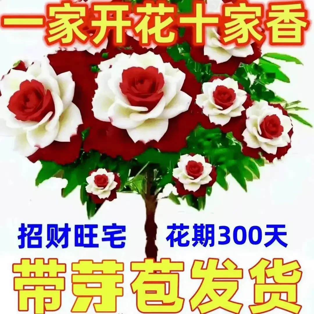 【浓香型】重瓣千里香大全驱蚊绿植盆栽耐寒高温室外绿植室内客厅