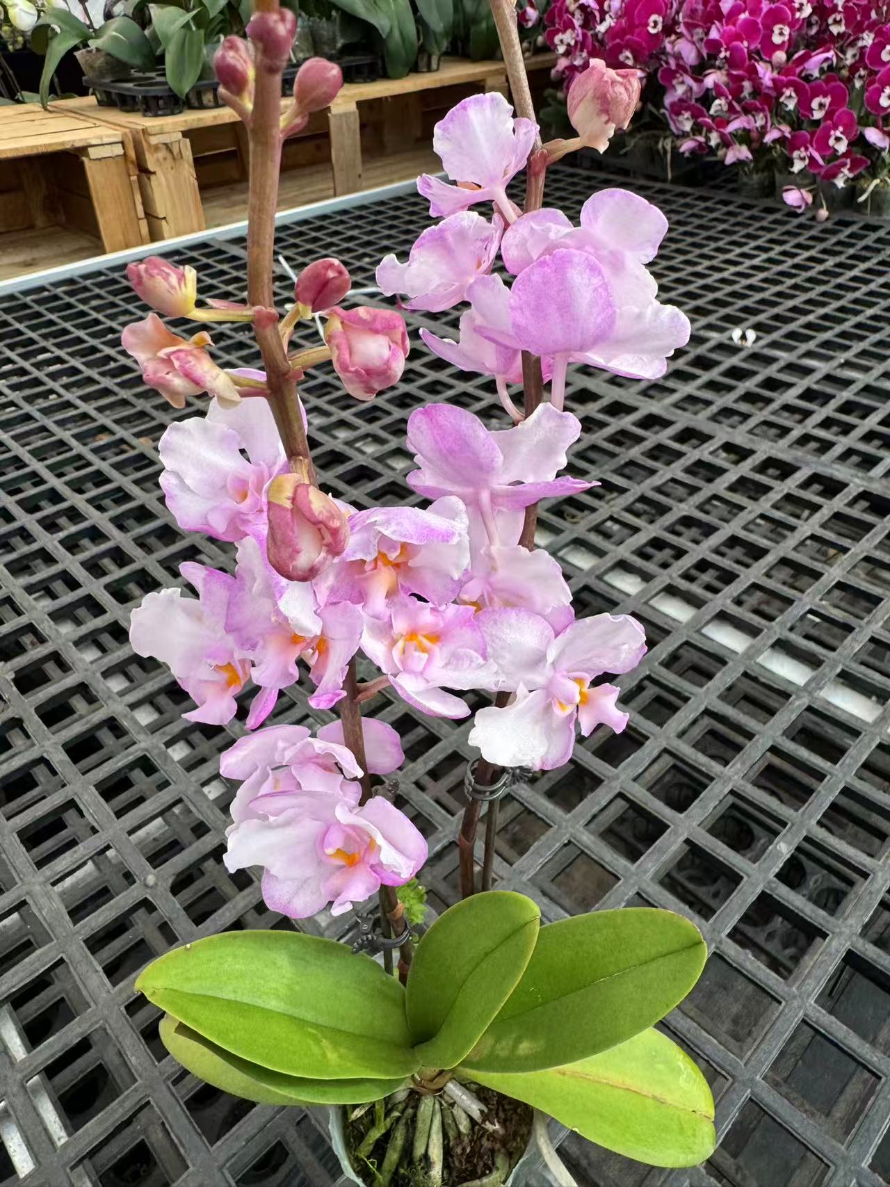 蝴蝶兰【刘氏樱花】鲜花昆明直发