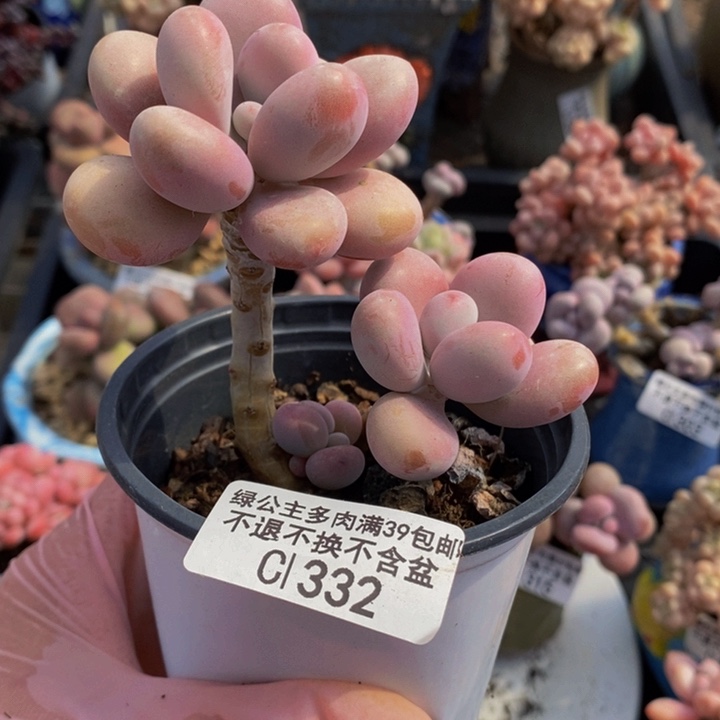 糖果桃蛋332多肉植物