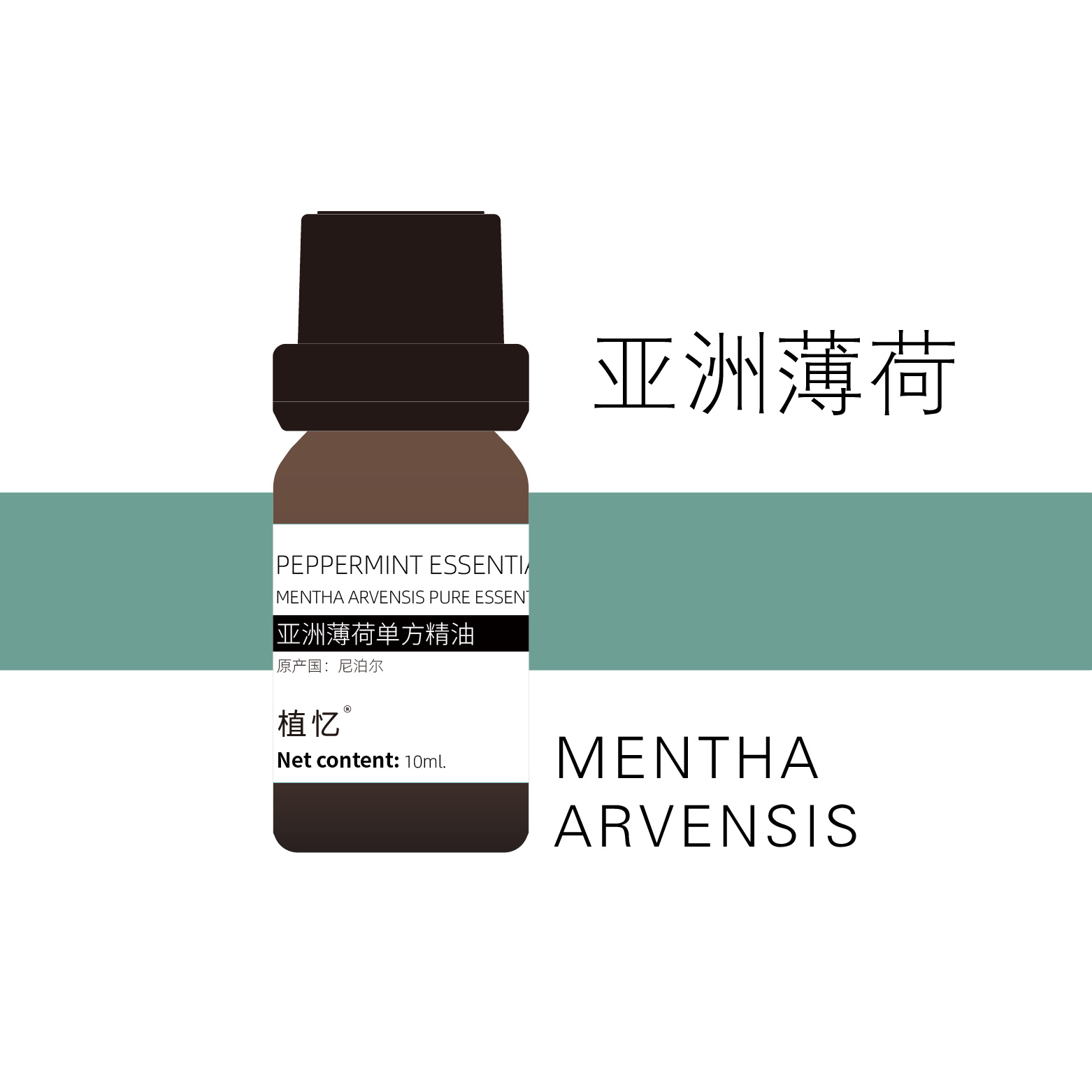 亚洲薄荷精油 尼泊尔 植物单方精油