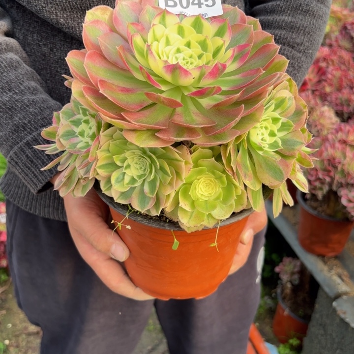 瑞妈，，。。？？？045绿体。