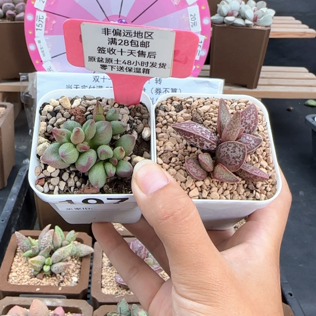 197大红嘴红太平