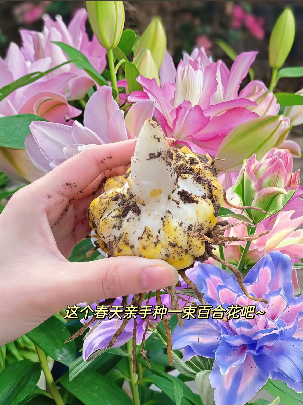 带盆栽好重瓣百合花种球带根芽浓香型庭院阳台花卉养死包赔
