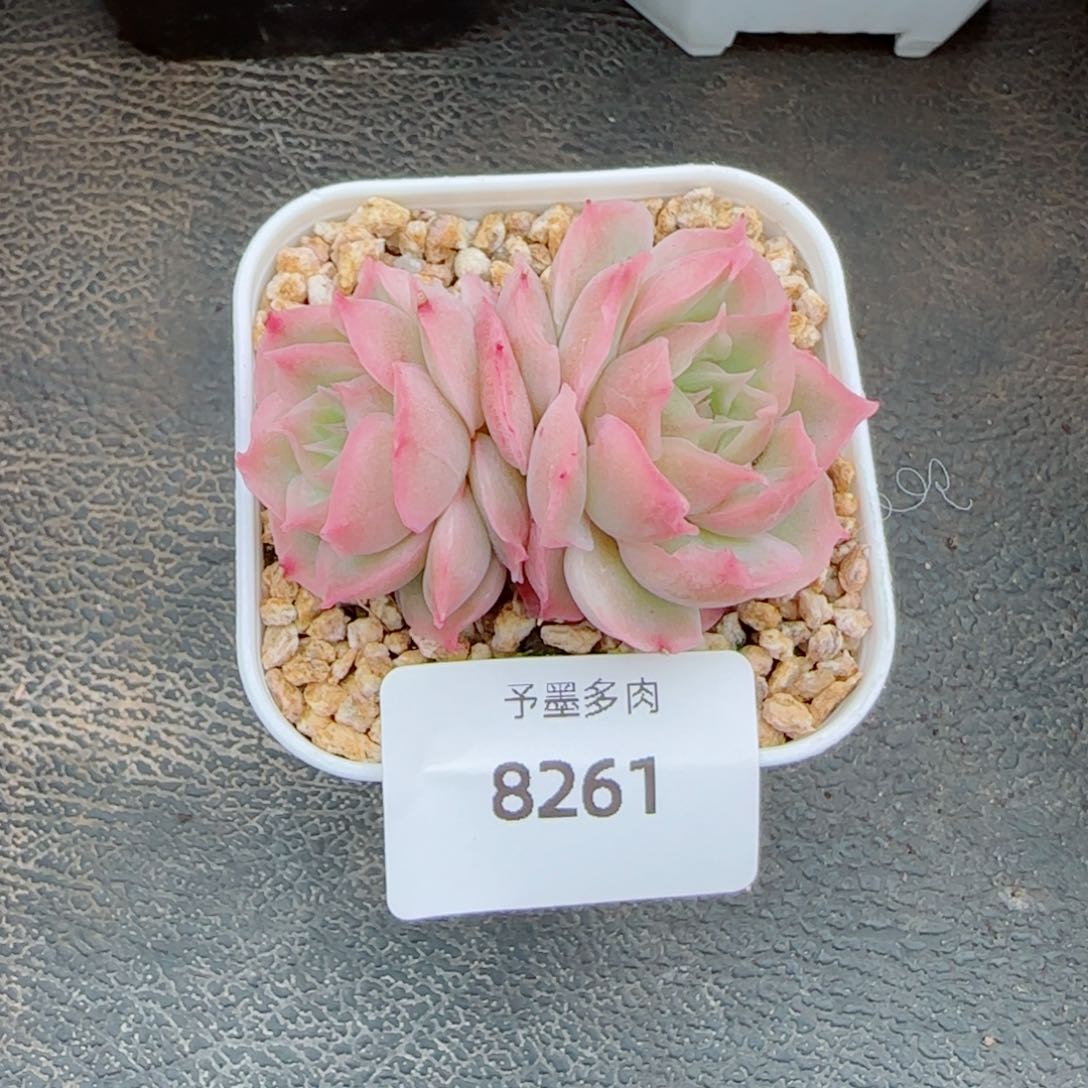 水晶虾饺，8261多肉植物