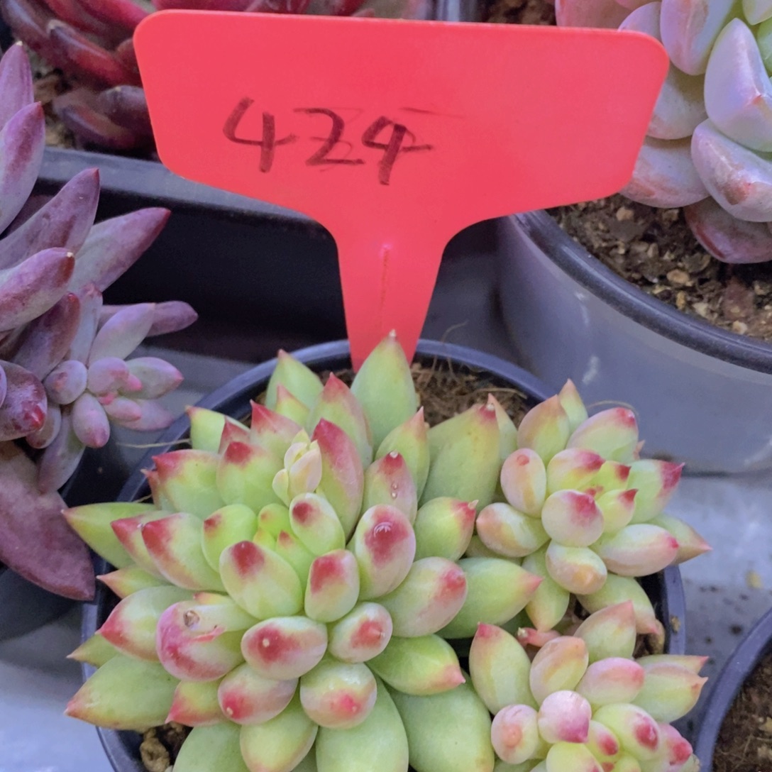 多肉植物，一物一拍，专场5