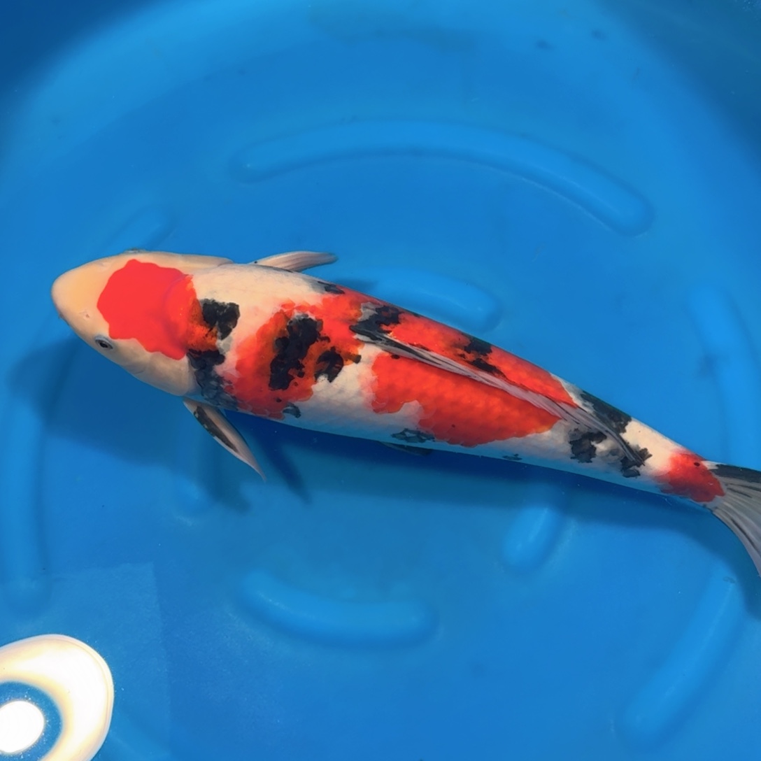 红***鱼锦鲤阪井大正公不包邮