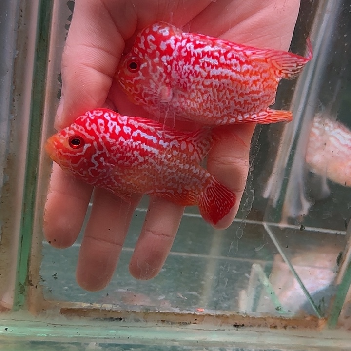 森***哥罗汉鱼两条火凤凰