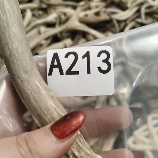 5***3鹿角鹿鹿角鹿角鹿角鹿