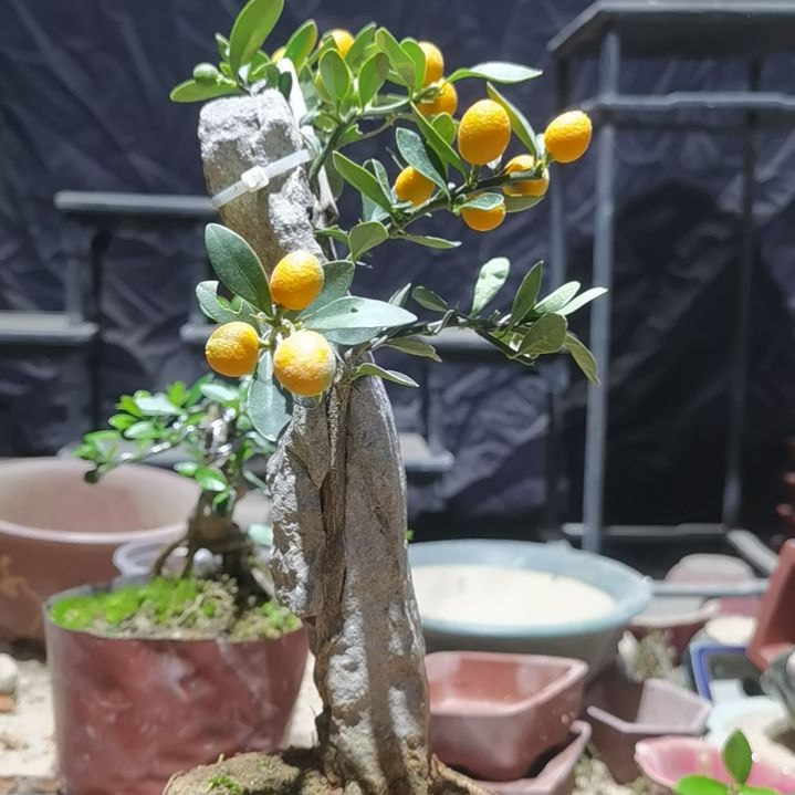 缘***空完全开放金豆小橘子绿植
