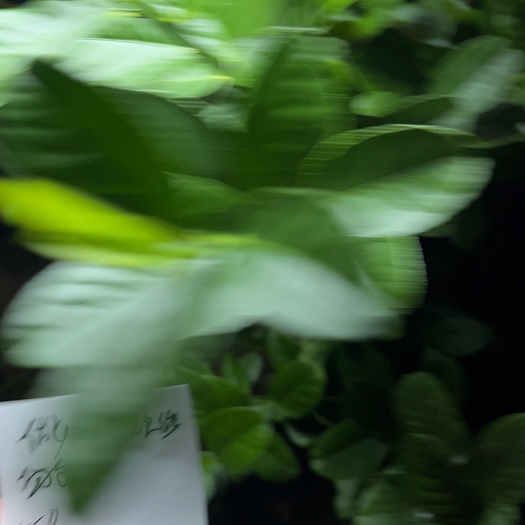 做***事完全开放金华佛手果漂亮的