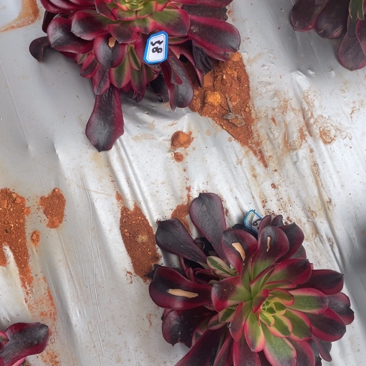 38俩个美杜莎法师锦锦