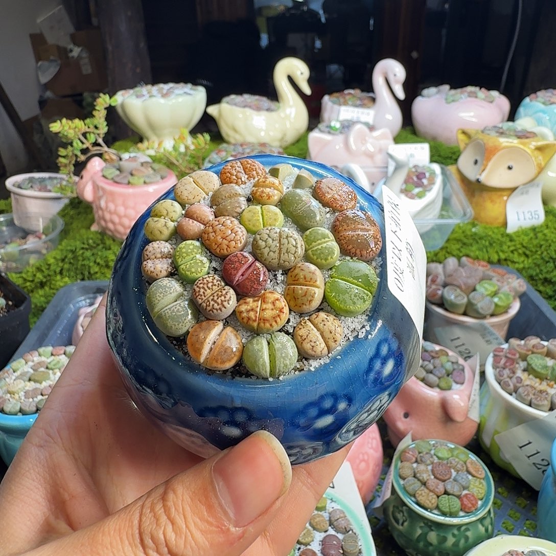 多肉葡萄干和水果1143