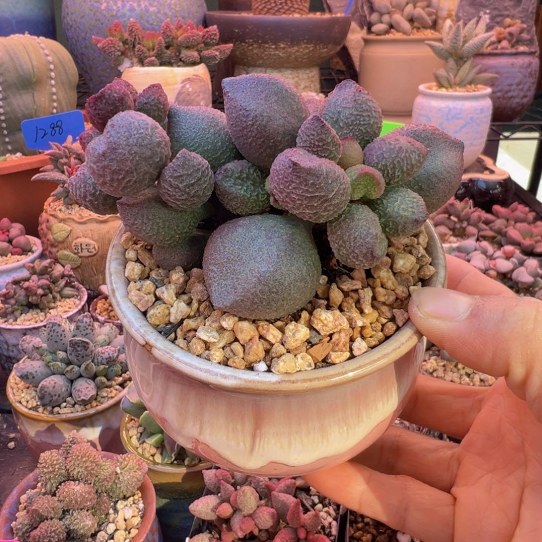 一组自拍，感谢支持