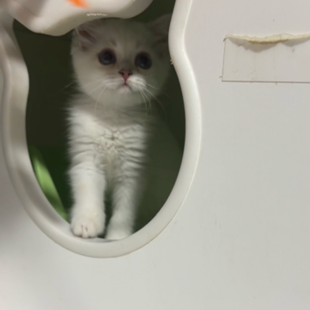 【短毛银点妹妹，携长毛血】猫咪活体