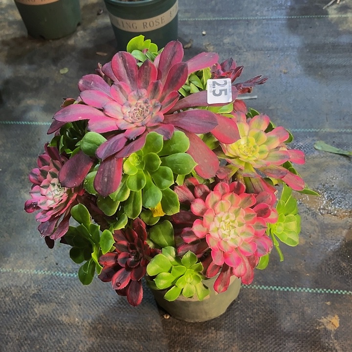 嫁接法师的25555