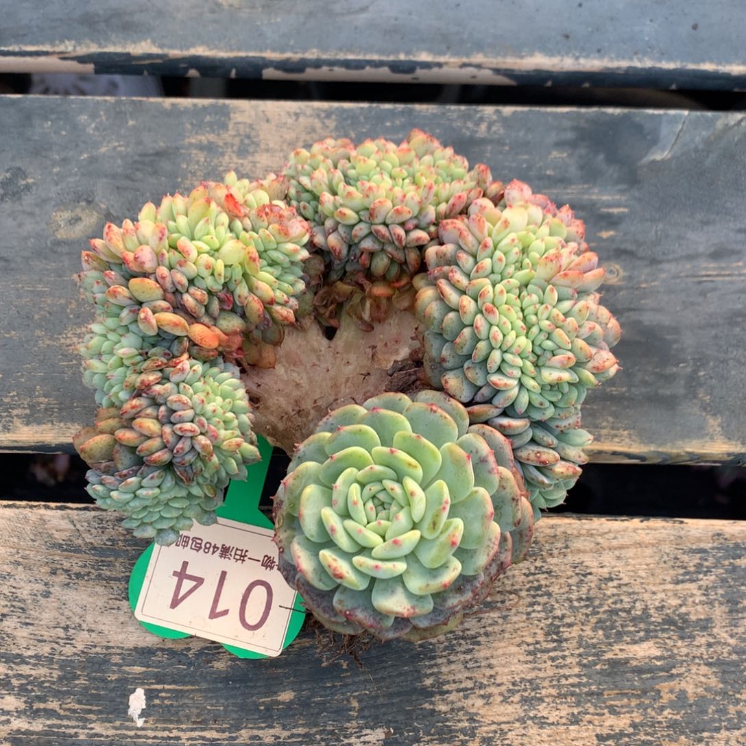 白胖子缀化一物一拍