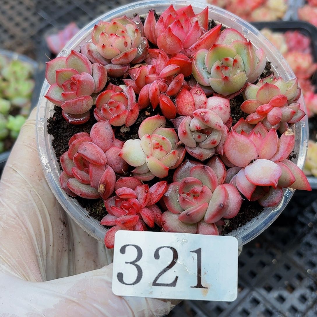 多肉植物多肉植物321