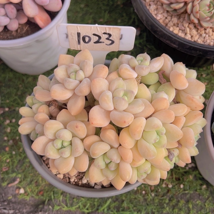 健健康康平平安安