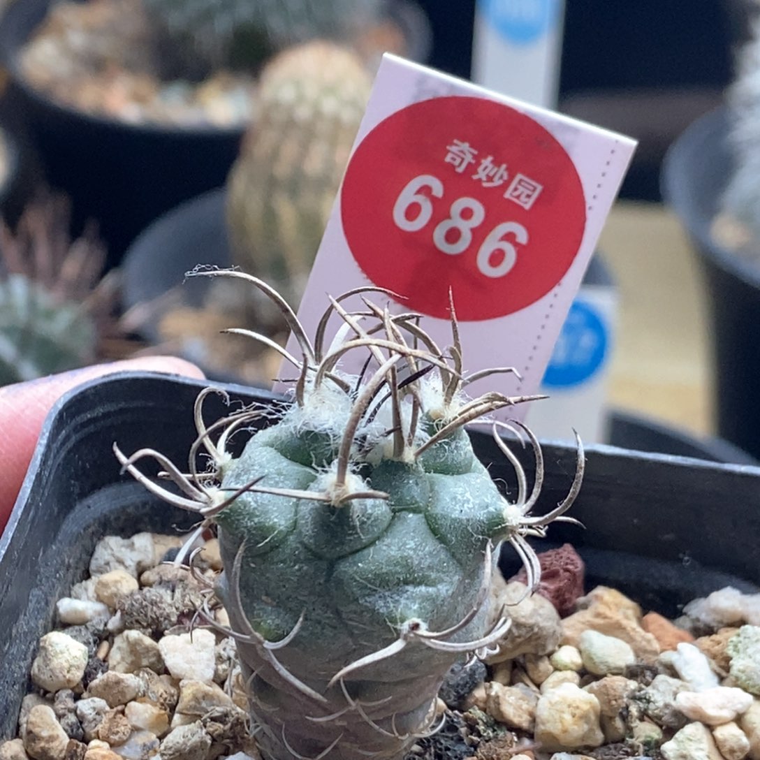 实生狂刺娇丽一颗仙人球