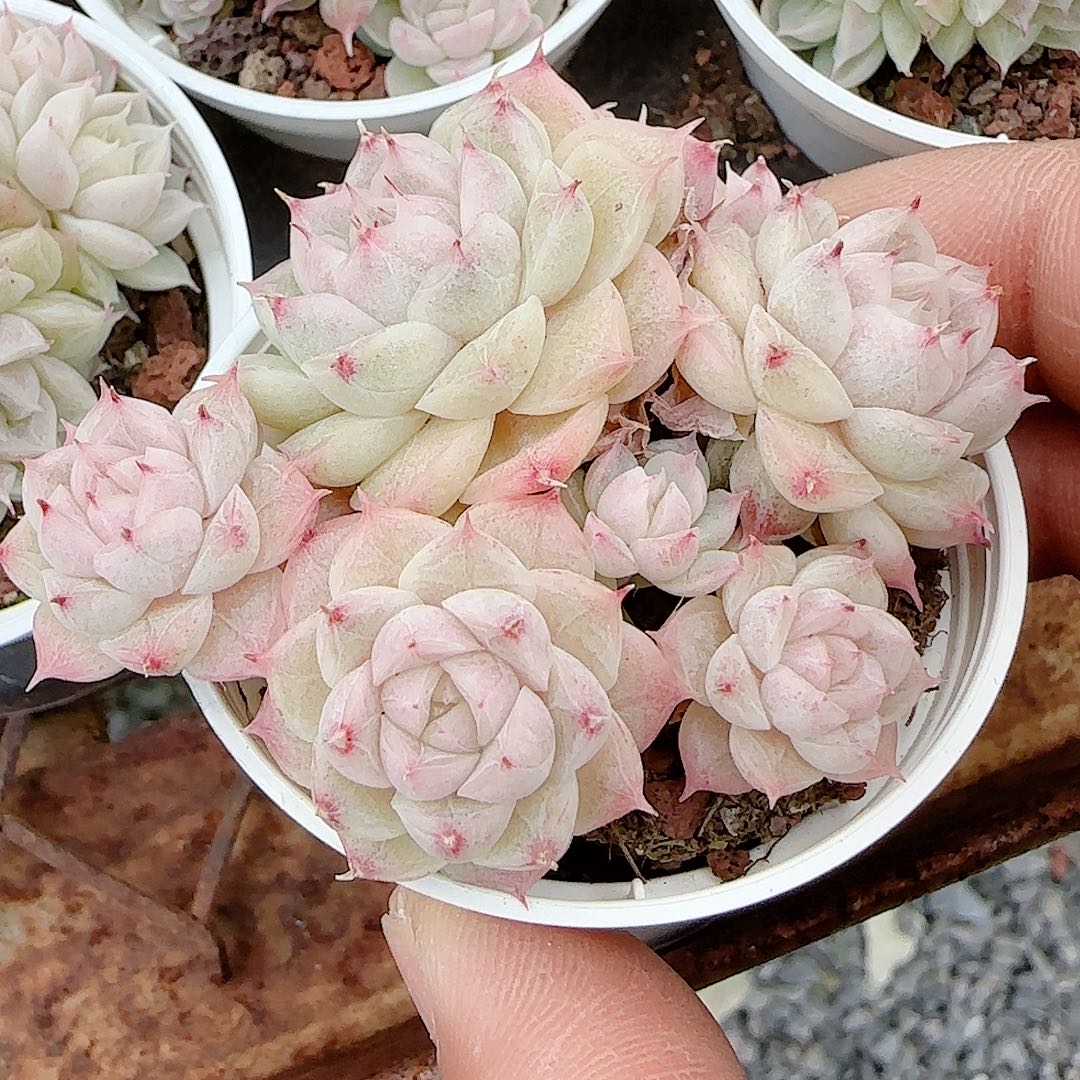 1213-101（m1-565-2）优选