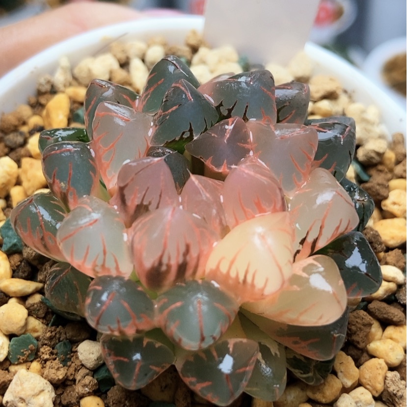 【闪购商品】灵犀92