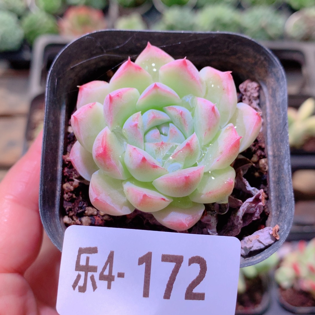 乐然4-172 画扇单头 